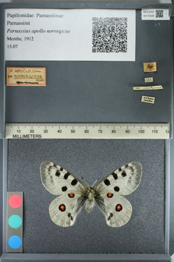 Media type: image;   Entomology 175049